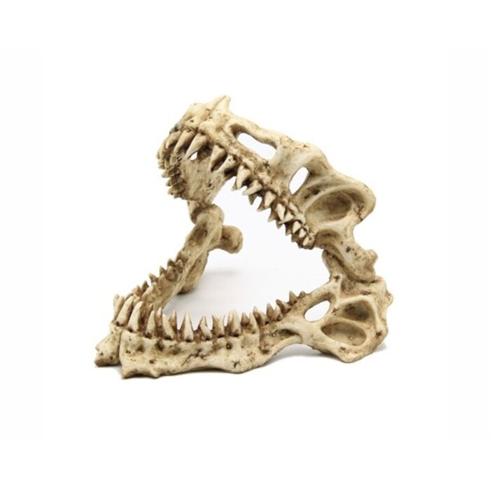 Blue Belle Pacific Shark Skull 19x17x15 cm