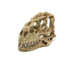 Blue Belle Pacific Dinosaur Skull 24x14x15 cm