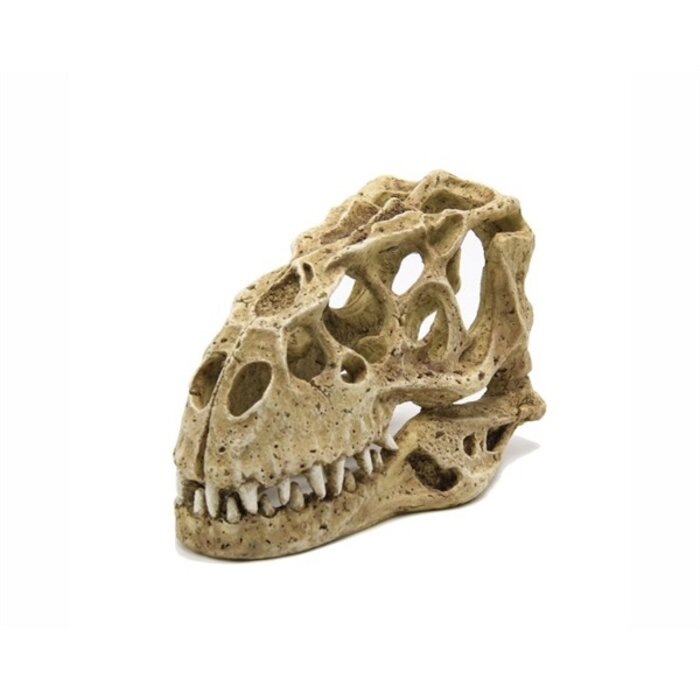 Blue Belle Pacific Dinosaur Skull 24x14x15 cm