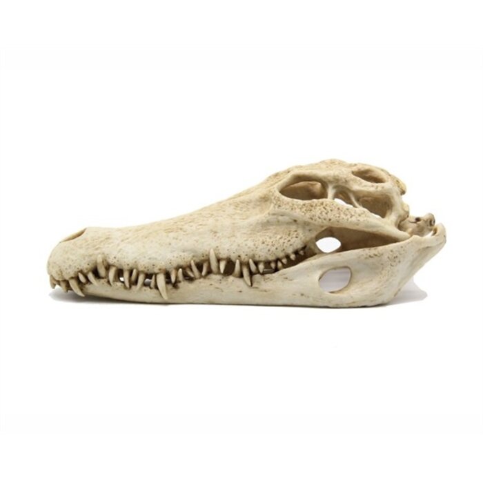 Blue Belle Pacific Crocodile Skull  28x13x10 cm