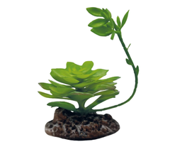 Repto Plant Echeveria