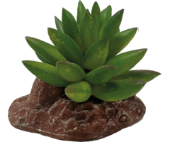 Repto Plant Aloes