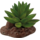 Plant Aloes