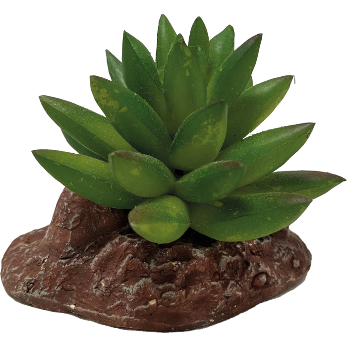 Repto Plant Aloes