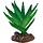 Plant Aloe Vera