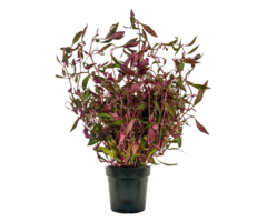 Aquaflora Alternanthera reineckii 'Rosaefolia' XL - Pot (Midden/Achtergrond)