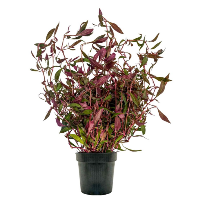 Aquaflora Alternanthera reineckii 'Rosaefolia' XL - Pot (Midden/Achtergrond)