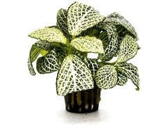 Aquaflora Fittonia 'Mini White' - Pot (Voorgrond) (Terrariumplant)