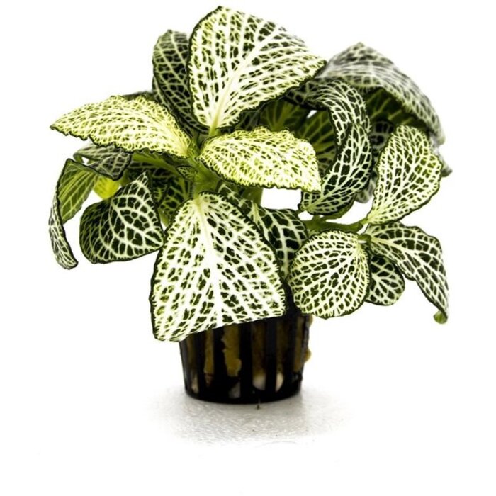 Aquaflora Fittonia 'Mini White' - Pot (Voorgrond) (Terrariumplant)