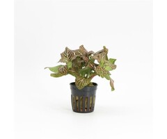 Aquaflora Fittonia 'Red' - Pot (Voorgrond) (Terrariumplant)