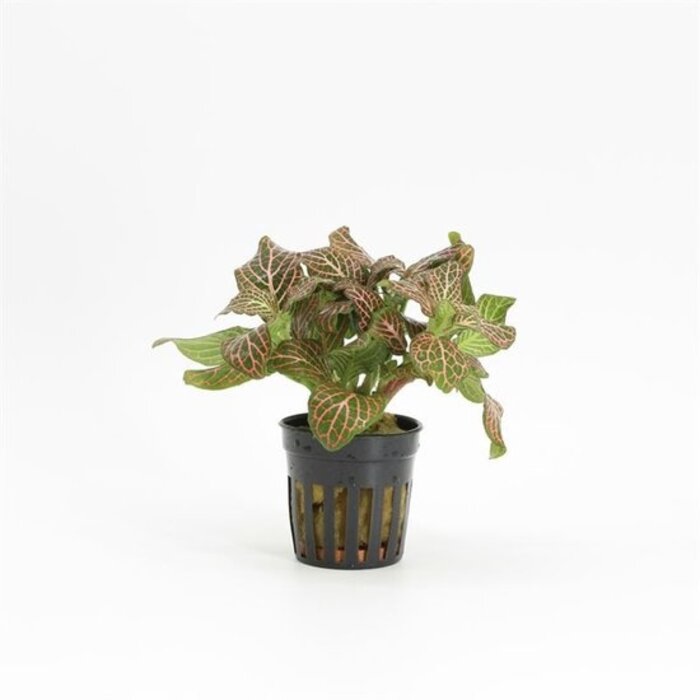 Aquaflora Fittonia 'Red' - Pot (Voorgrond) (Terrariumplant)