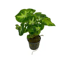 Aquaflora Syngonium pixie - Pot (Midden/Achtergrond) (Terrariumplant)
