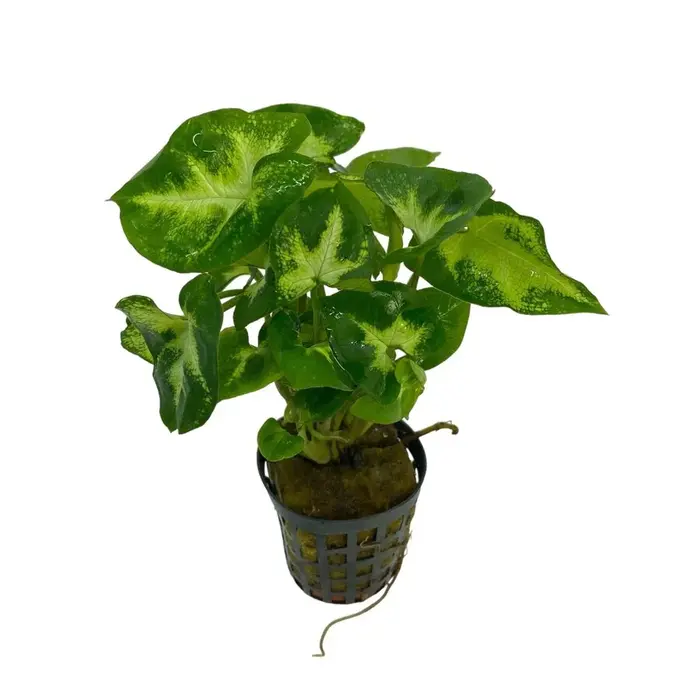 Aquaflora Syngonium pixie - Pot (Midden/Achtergrond) (Terrariumplant)