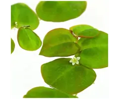 Aquaflora Phyllanthus fluitans (Red Root Floater) - Portie 10 gram (Drijfplant)