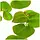 Phyllanthus fluitans (Red Root Floater) - Portie (Drijfplant)