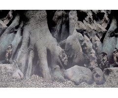 Superfish Deco Poster D