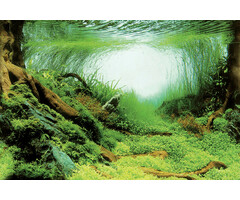 Superfish Deco Poster C