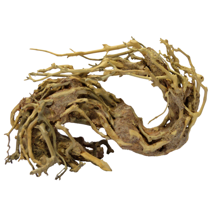 Superfish Bonsai Wave