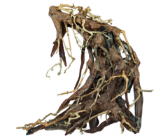 Superfish Bonsai Root