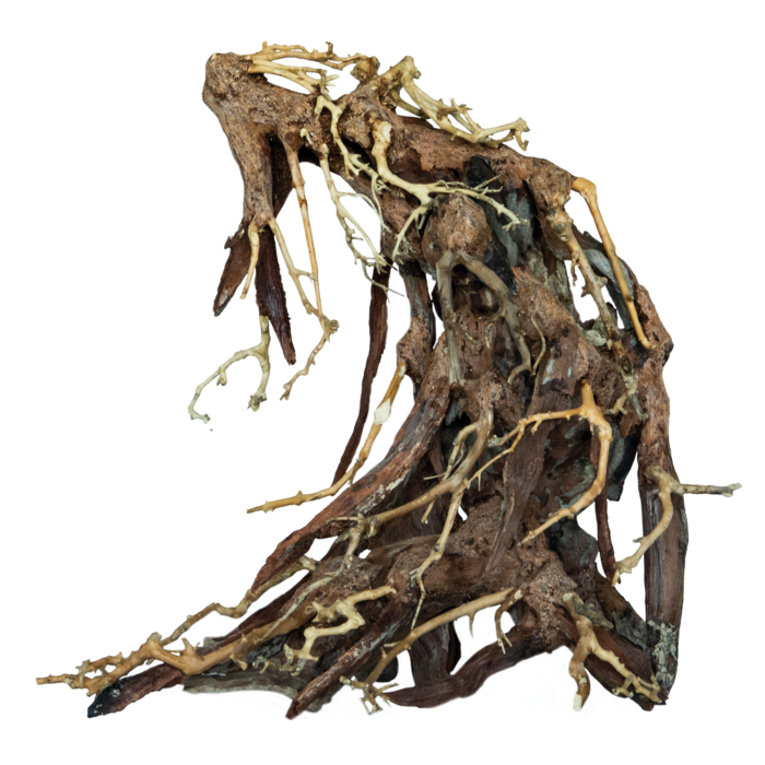 Superfish Bonsai Root