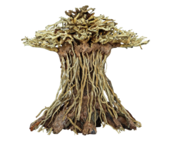 Superfish Bonsai Mushroom Medium