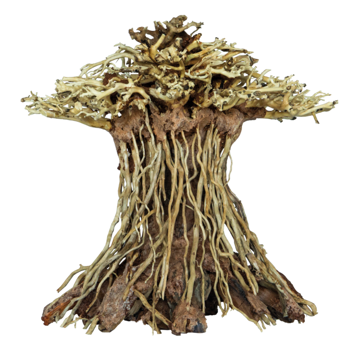 Superfish Bonsai Mushroom Medium