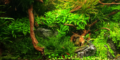 Planten