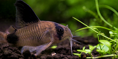 Dieren
