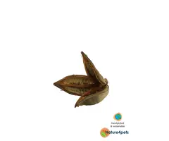 Ceramic Nature Sororoca Flower
