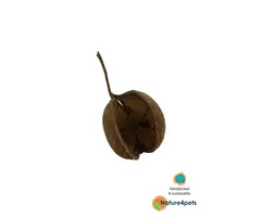 Ceramic Nature Buddha Pods Medium