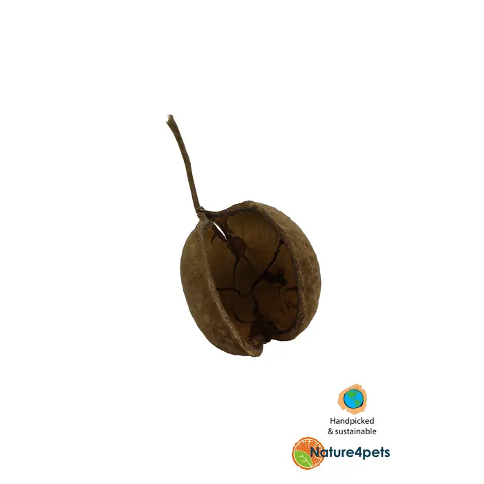 Ceramic Nature Buddha Pods Medium