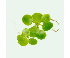 Aquaflora Limnobium laevigatum (Amazone Kikkerbeet) - Bakje 125cc (Drijfplant)