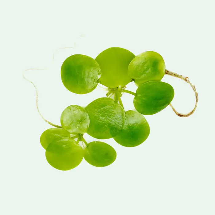 Aquaflora Limnobium laevigatum (Amazone Kikkerbeet) - Bakje 125cc (Drijfplant)