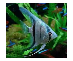 Pterophyllum Scalare - Maanvis Pinoy Blauw