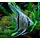 Pterophyllum Scalare - Maanvis Pinoy Blauw