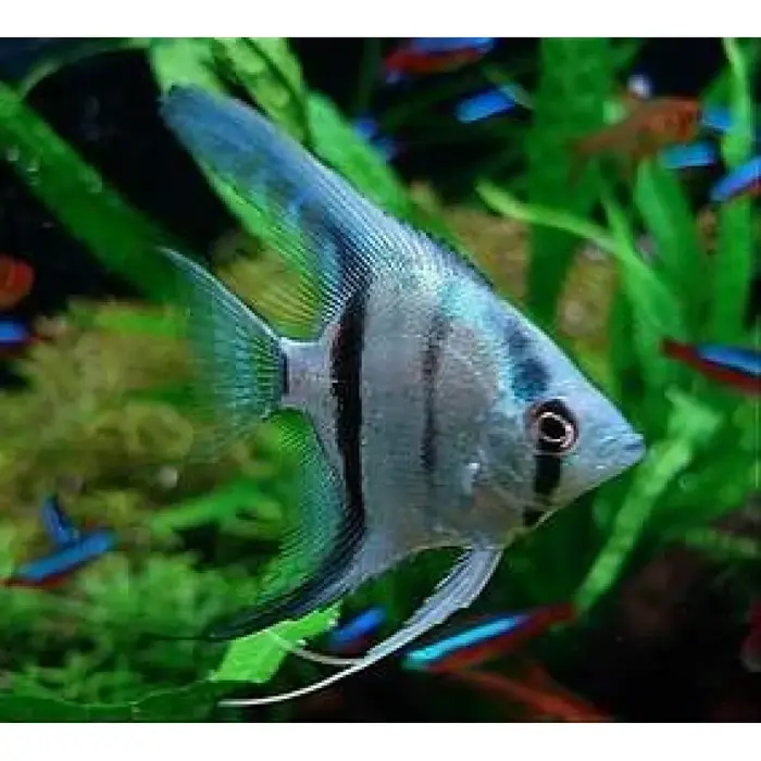 Pterophyllum Scalare - Maanvis Pinoy Blauw