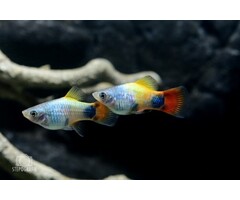 Xiphophorus Maculatus - Platy Blue Butterfly Moon