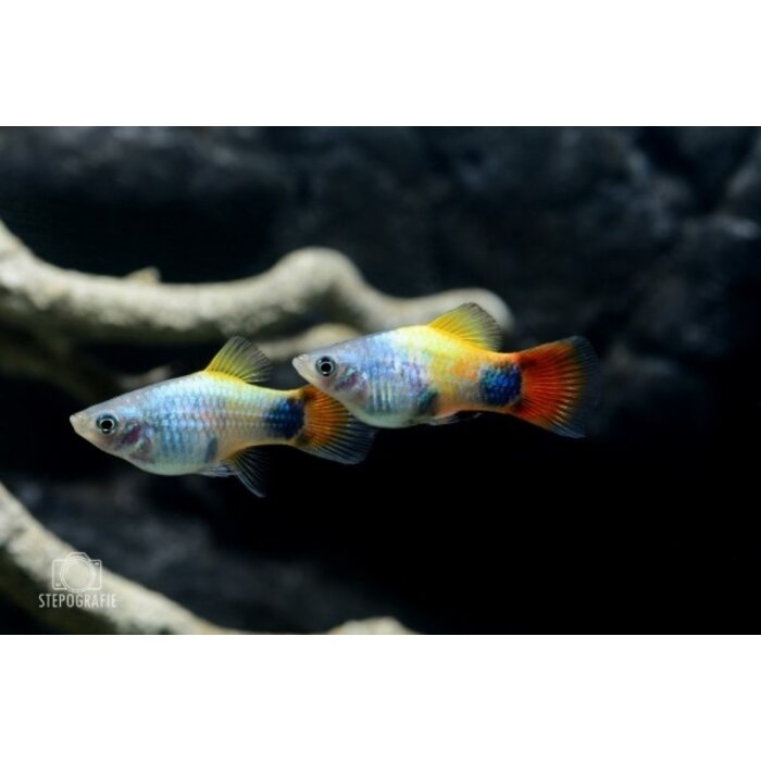 Xiphophorus Maculatus - Platy Blue Butterfly Moon