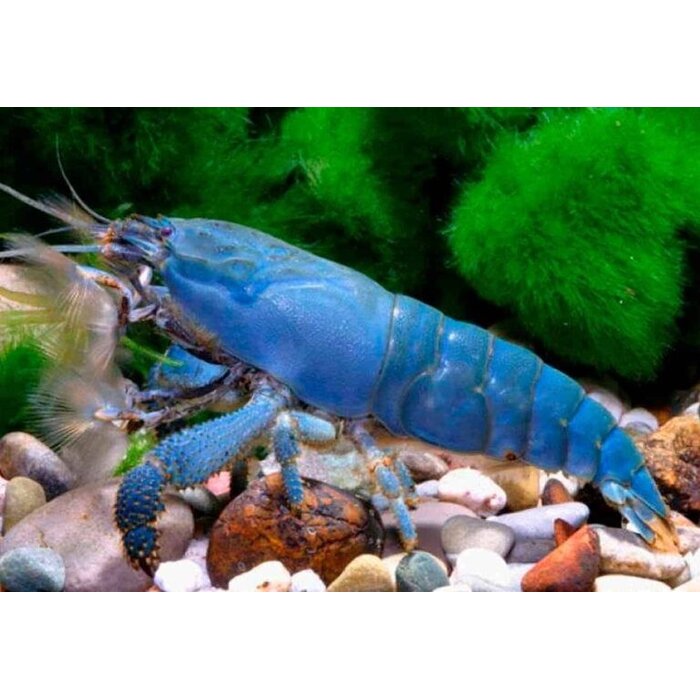 Atya Gabonensis - Afrikaanse Blauwe Waaierhand Garnaal