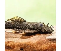 Ancistrus Dolichopterus (L183)