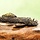 Ancistrus Dolichopterus (L183)