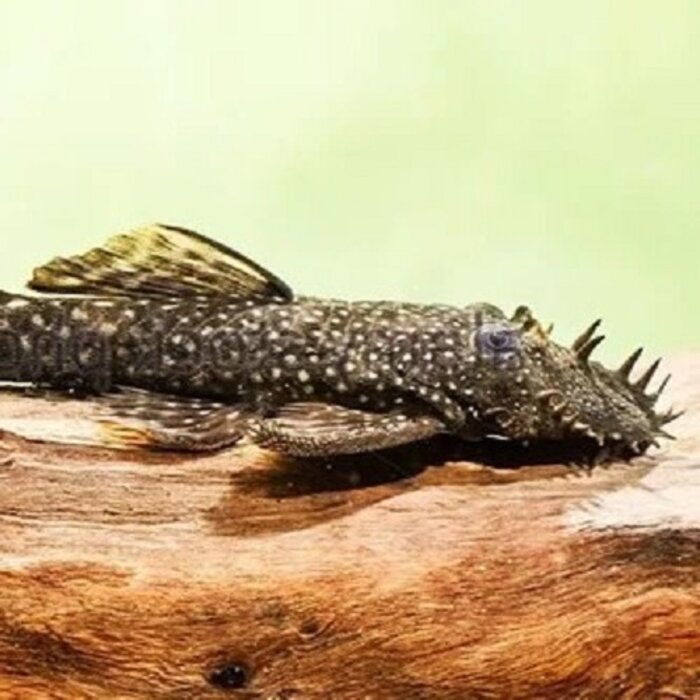 Ancistrus Dolichopterus (L183)