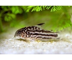 Corydoras Nanus