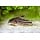 Corydoras Nanus