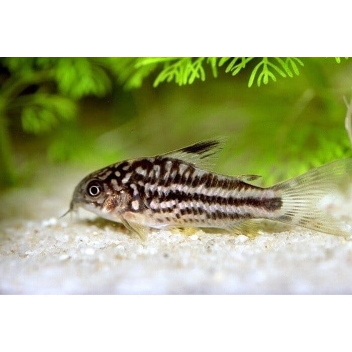 Corydoras Nanus