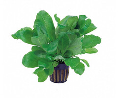 Aquaflora Samolus floribundus (Sla Plantje) - Pot (Voorgrond/Midden)