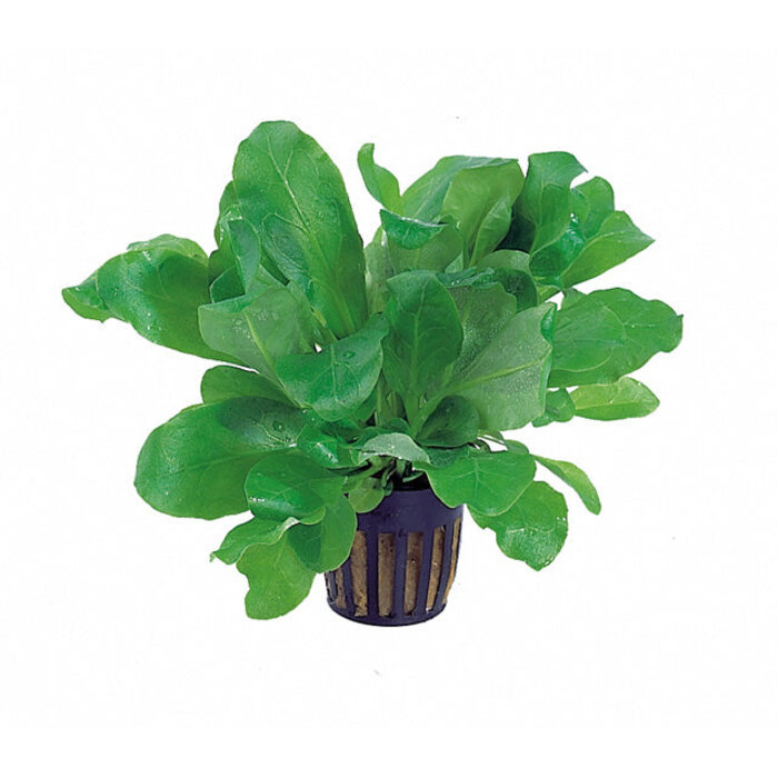Aquaflora Samolus floribundus (Sla Plantje) - Pot (Voorgrond/Midden)