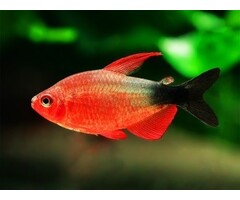 Hyphessobrycon Peugeoti - Peugeot Tetra