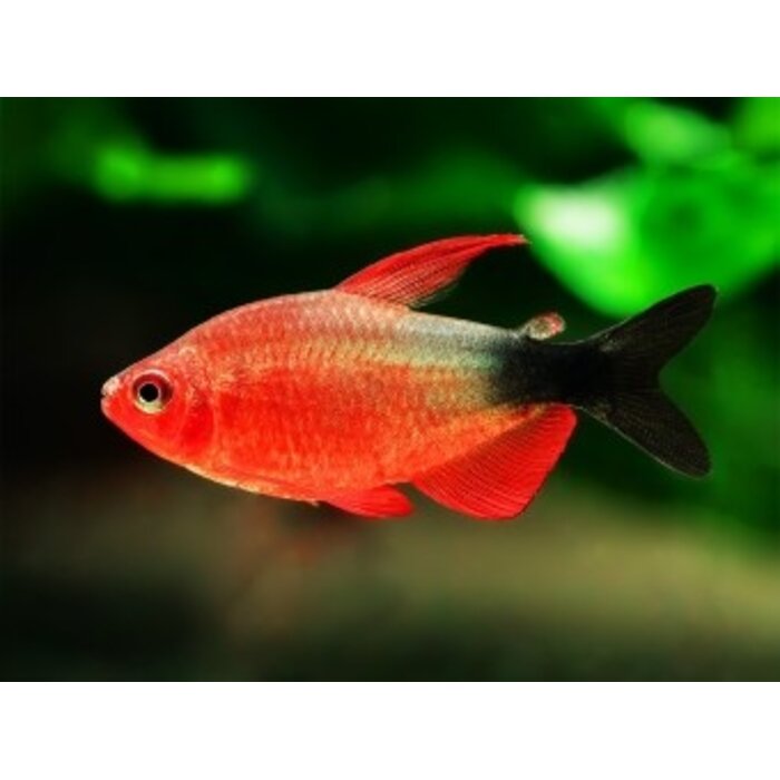 Hyphessobrycon Peugeoti - Peugeot Tetra
