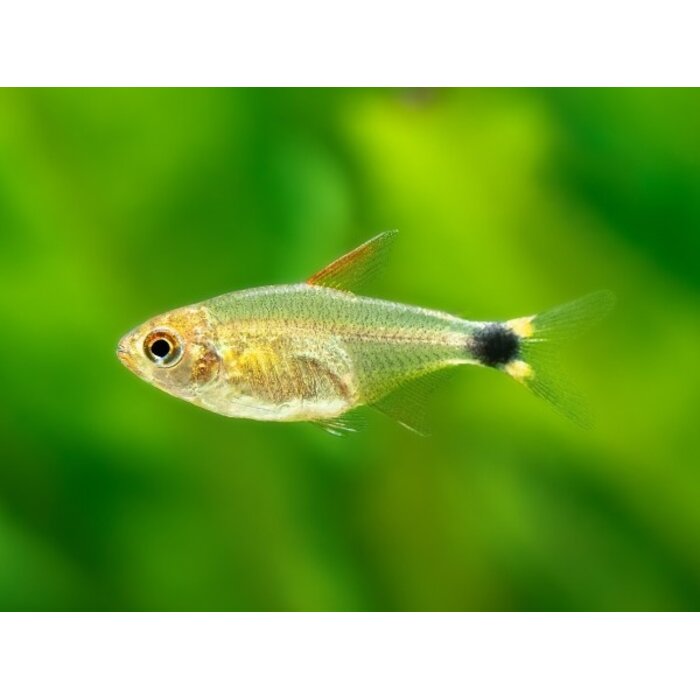 Hyphessobrycon Peugeoti - Peugeot Tetra
